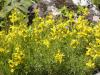 Genista lydia - kručinka lydijská