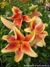 Lilium 'First Crown' - lilie