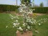 Pyrus pyrifolia - asijská hrušeň, nashi