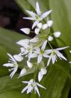 Výsev do chladného prostředí: Aliium ursinum - česnek medvědí