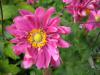 Anemone hupehensis 'Bressingham Glow' - sasanka