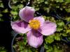 Anemone hupehensis 'Little Princess' - sasanka