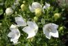 Platycodon grandiflorus 'Albus' - boubelka velkokvětá
