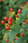 Hypericum - dřevitá třezalka: plody (PROVOBIS)