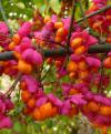 Výsev otužilých keřů: Euonymus europaeus