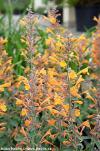 Agastache 'Apricot Sprite' - agastache