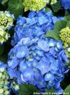 Hydrangea macrophylla 'Bela' - hortenzie velkolistá