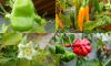 Capsicum baccatum - paprika křídlatá