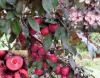 Prunus cerasifera 'Hollywood' - myrobalán červenolistý