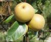 Pyrus pyrifolia 'Kosui' - nashi, japonská hruška