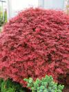 Acer palmatum 'Shaina' - javor dlanitolistý