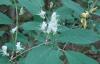 Lonicera xylosteum - zimolez obecný: květy