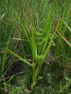 Sparganium erectum - zevar vzpřímený