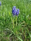 Muscari neglectum - modřenec hroznatý