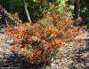Cytisus 'Lena' - čilimník