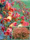 Cytisus 'Palette' - čilimník