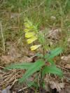 Melampyrum pratense - černýš luční