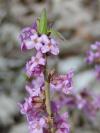 Daphne mezereum - lýkovec jedovatý: květy