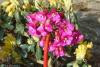 Bergenia 'Rotblum' - bergénie