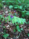 Lathyrus vernus - hrachor jarnÍ
