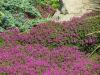 Thymus praecox 'Coccineus' - mateřídouška raná
