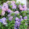 Hydrangea macrophylla 'Adria' - hortenzie velkolistá