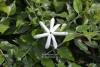 Jasminum angustifolium - jasmín úzkolistý