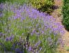 Lavandula angustifolia 'Felice' - levandule lékařská