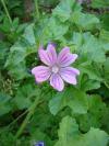 Malva sylvestris - sléz lesní