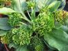 Plantago major 'Rosularis' - jitrocel větší, jitrocelová růže Plantago major 'Rosularis' - jitrocel větší, jitrocelová růže