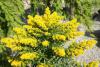 Solidago 'Laurin' - zlatobýl
