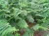 Pteridium aquilinum - hasivka orličí
