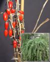 Lycium barbarum 'Sweet Little Berry' - kustovnice cizí