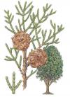 Cupressus macrocarpa - cypřiš velkoplodý (KNIŽNÍKLUB)