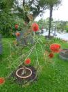 Callistemon - štětkovec
