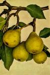 Pyrus communis  'Magdalénka' - hrušeň obecná