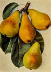 Pyrus communis  'Solanka' - hrušeň obecná