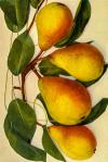 Pyrus communis 'Giffardova máslovka' - hrušeň obecná