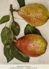 Pyrus communis 'Clappova' - hrušeň obecná