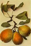 Pyrus communis 'Červencová' - hrušeň obecná