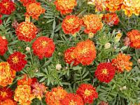 Tagetes patula