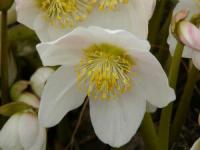 Helleborus niger