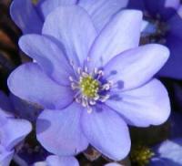 Hepatica nobilis