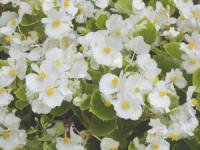 Begonia x semperflorens