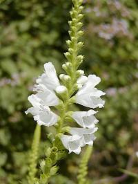 Physostegia virginiana Summer Snow - řetězovka