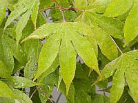 Javory patří k nejpoužívanějším dřevinám