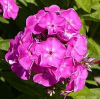 Phlox - květina našich babiček
