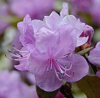 Rhododendron Praecox - pěnišník raný