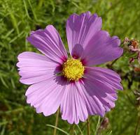 Krásenka - Cosmos bipinnatus