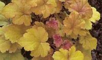 Heuchera  Amber Wawes - dlužicha